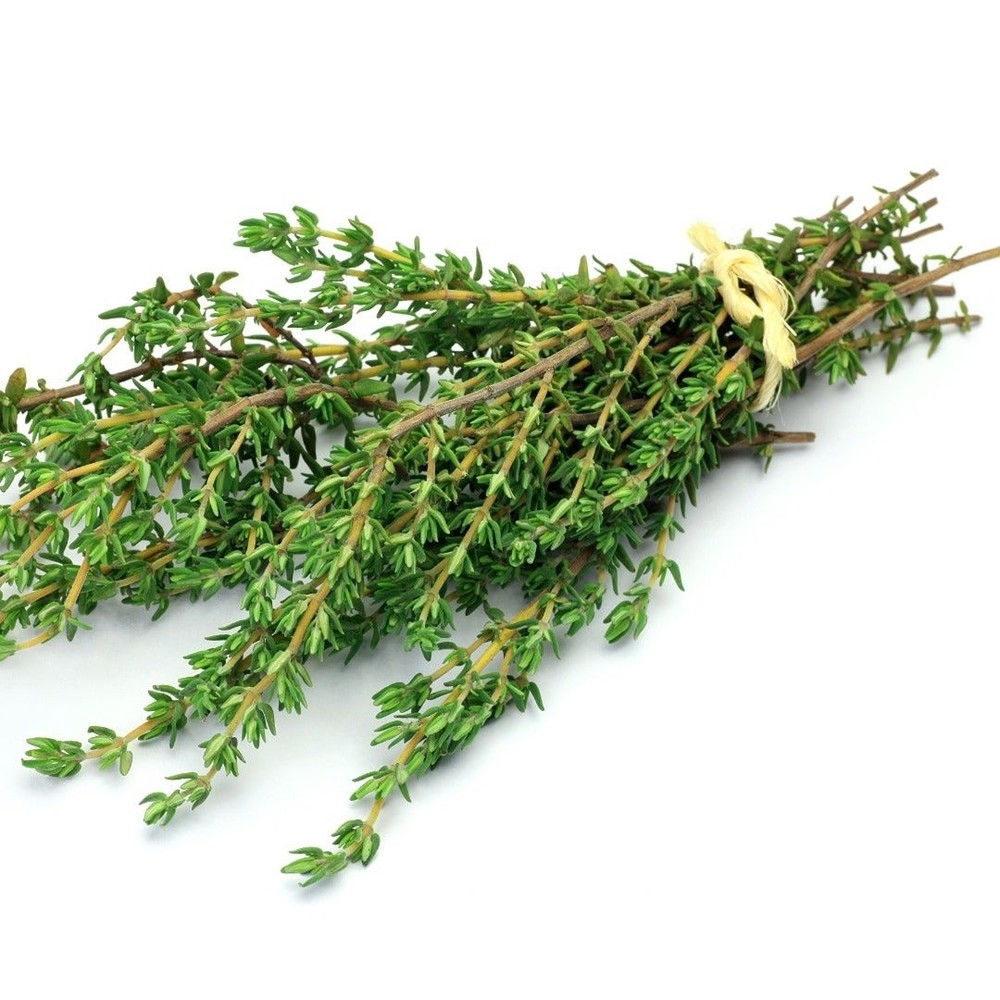 Thyme cuttings for propagation
